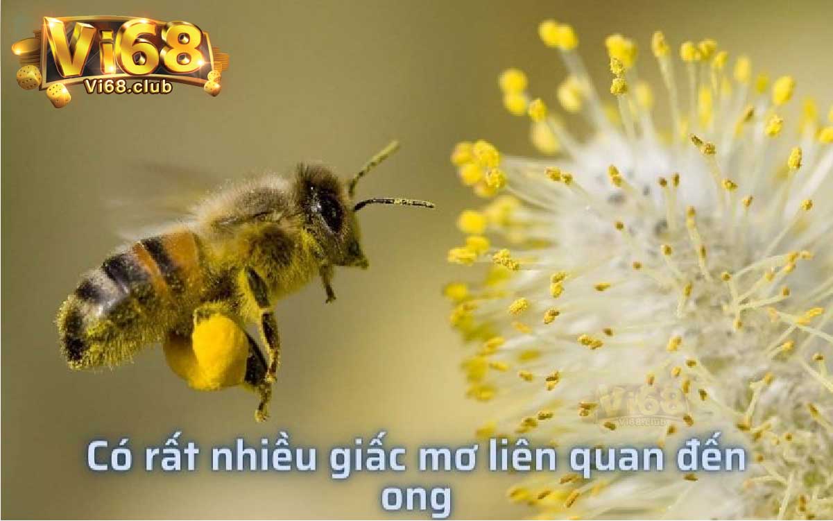Mơ thấy con ong Vi68