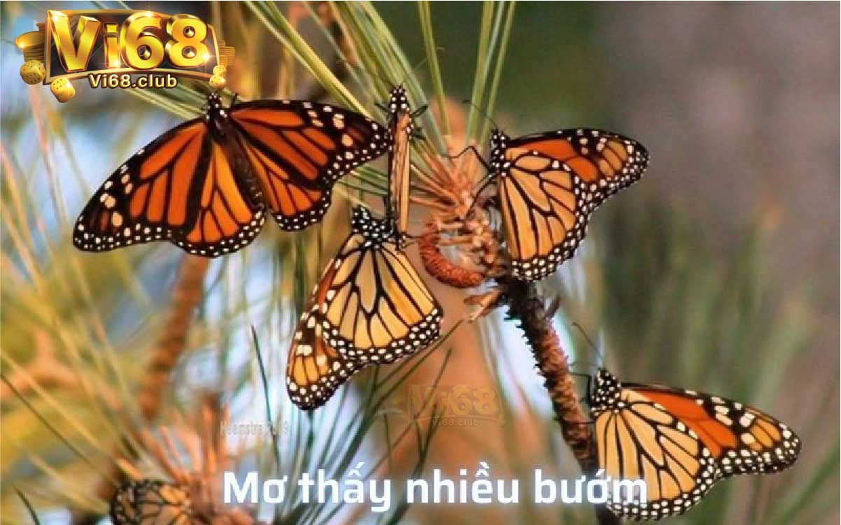 Nằm mơ thấy bướm vi68